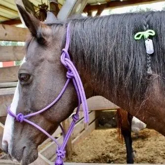 thumbnail for publication: Best Management Practices for Equines in Natural Disasters